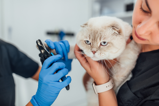 The Best Hygiene Tips for Cats - Coat, Nail, and Dental Care