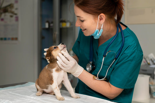 Preventing Disease in Pets: What Every Pet Owner Should Know